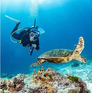 Turtle Underwater